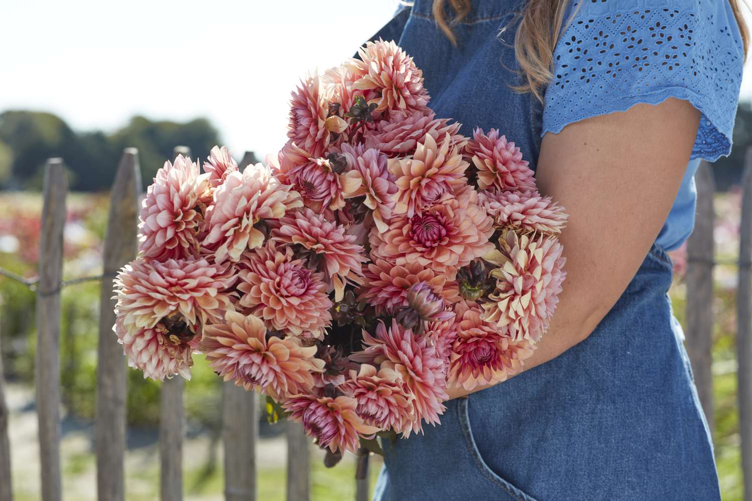 Daalia 'Sweet Sanne'